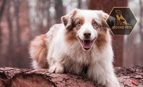 Mini Australian Shepherd Mix
