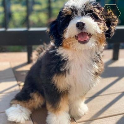 Mini Bernedoodle