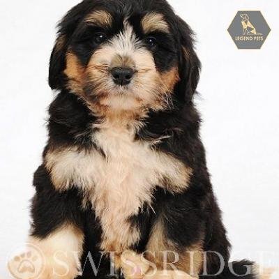 Mini Bernedoodle Hybrid