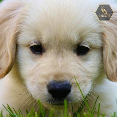 Mini Golden Retriever