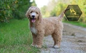 Mini Goldendoodle
