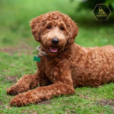 Mini Labradoodle