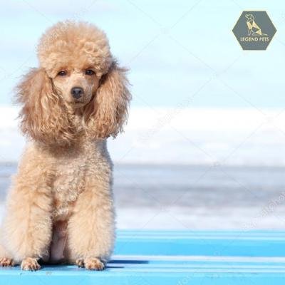 Miniature Poodles