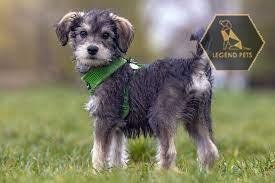 Mini Schnoodle