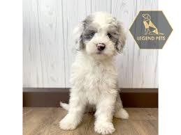 Mini Sheepadoodle