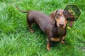 Miniature Dachshund