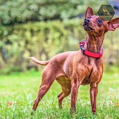 Miniature Pinscher Hybrid