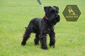 Miniature Schnauzer