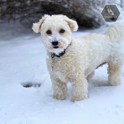 Morkie-Poo