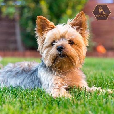 Morkie