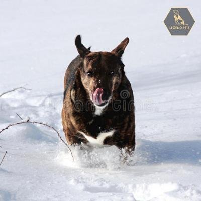 Mountain Cur