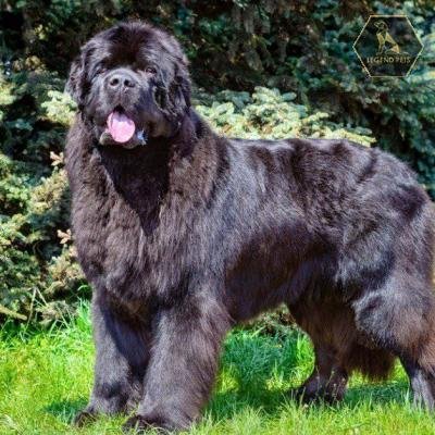 Newfoundland