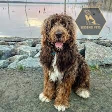 Newfypoo