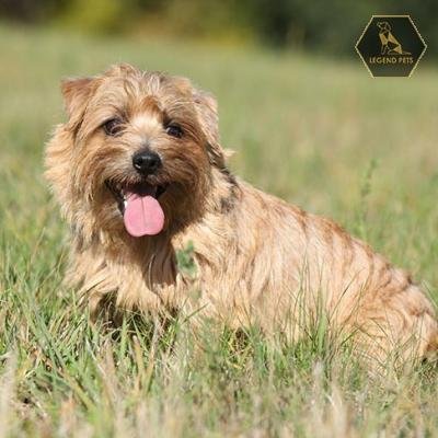 Norfolk Terrier