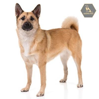 Norwegian Buhund