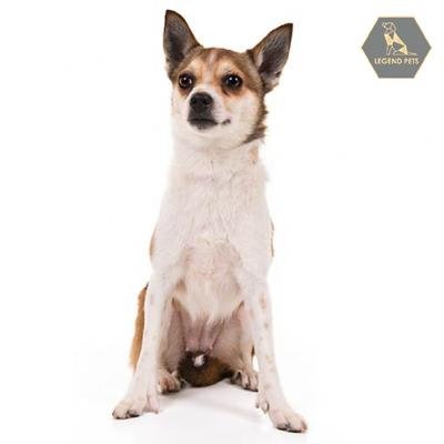 Norwegian Lundehund
