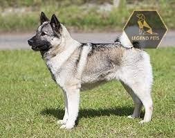 Norwegian Elkhound