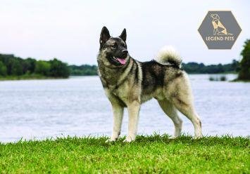 Norwegian Elkhound Hybrid