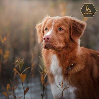 Nova Scotia Duck Tolling Retriever