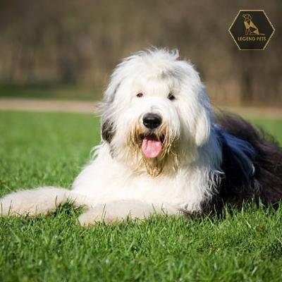 Old English Sheepdog