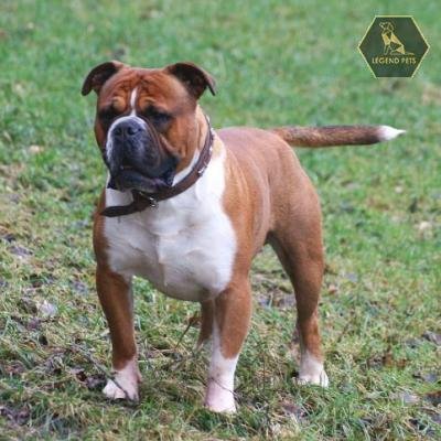 Olde English Bulldogges