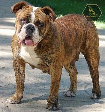 English Bulldog/Olde English Hybrid