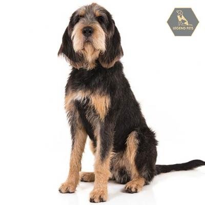 Otterhound