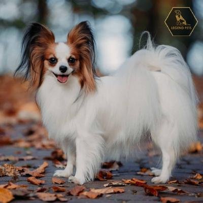 Papillon