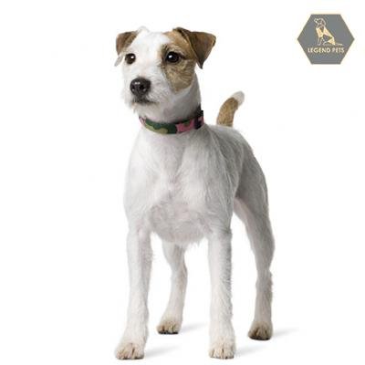 Parson Russell Terrier