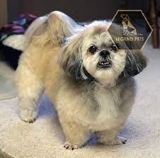 Peki-Poo