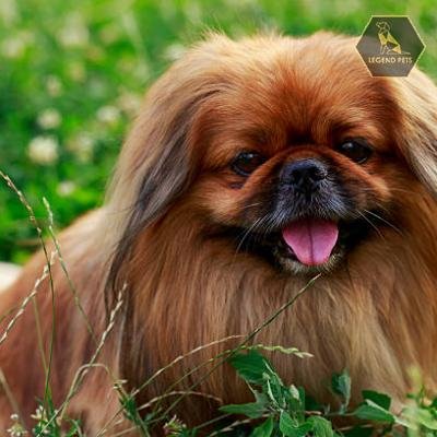 Pekingese