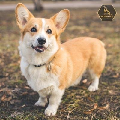 Pembroke Welsh Corgi