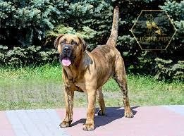 Perro de Presa Canario