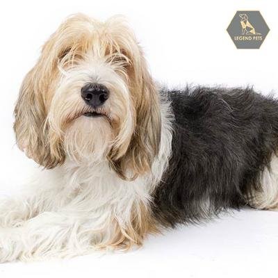 Petit Basset Griffon Vendéen