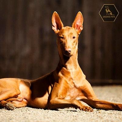 Pharaoh Hound