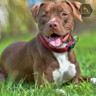 Pit Bull Mix