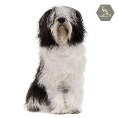 Polish Lowland Sheepdog