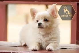 Pom-Shi