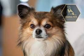 Pomchi