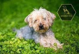 Pomapoo