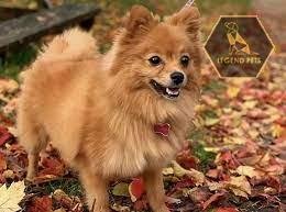 Pomeranian Mix