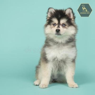 Pomsky