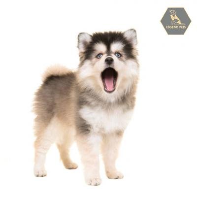 Pomsky (Mini)