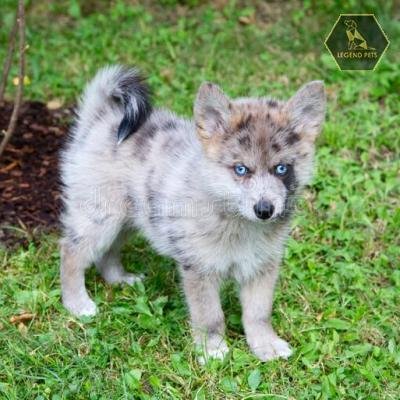 Pomsky Mix