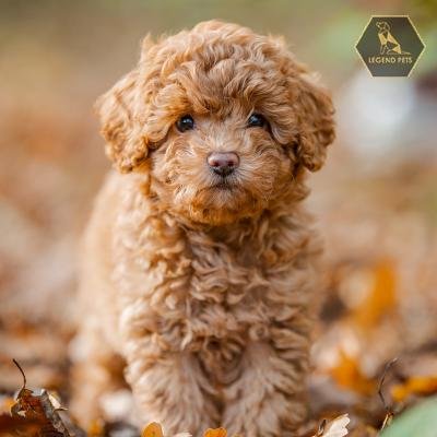 Poodle (Toy)