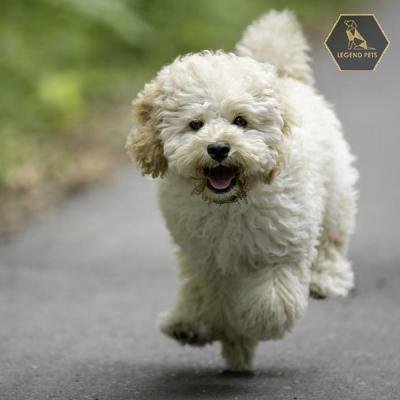 Poodle Mix