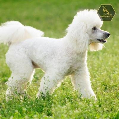 Poodles (Standard)