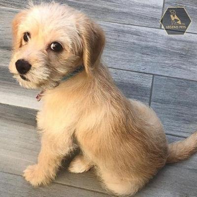 Poogle (Beagle/Poodle)