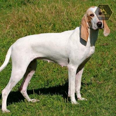 Porcelaine