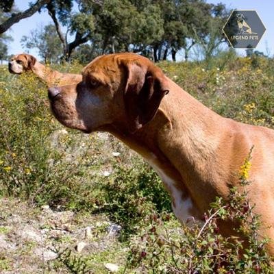 Portuguese Pointer